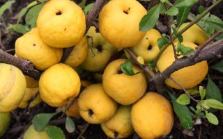 Japanese quince: useful properties and contraindications