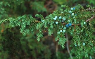 Ang mga benepisyo at pinsala ng juniper