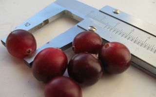 The benefits of cranberries for the body