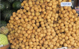 Longan: faedah dan keburukan