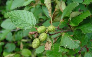 The healing properties of alder and contraindications