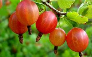 Gooseberry: useful properties and contraindications