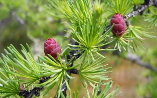 Medicinal properties of bark, cones, needles, larch resin and contraindications