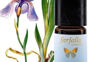 Iris: composition, healing properties of the root, essential oil, benefits and harms