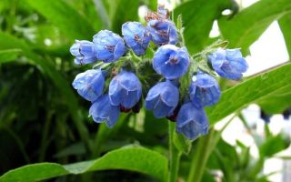 Comfrey: photo of a plant, useful properties, chemical composition