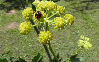 Lovage: sifat berguna, kontraindikasi untuk wanita dan lelaki