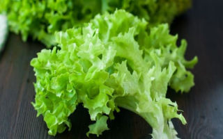 Health benefits and harms of lettuce