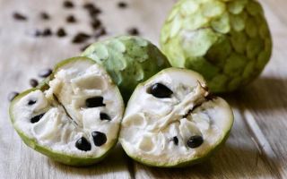 Cherimoya: larawan ng prutas, panlasa, nilalaman ng calorie, mga pagsusuri