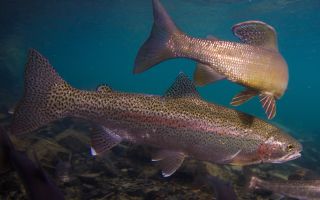 Mengapa trout berguna, sifat dan penyediaan