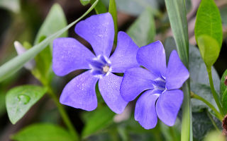 Small periwinkle: benefits and harms, the use of herbs in traditional medicine, reviews