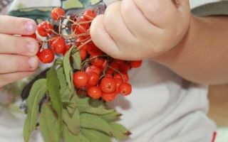 Pula na abo ng bundok: mga benepisyo at pinsala, mga katangian ng gamot, kung ano ang lutuin