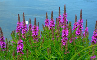 Plakun herb (willow loaf): medicinal and magical properties, contraindications, application, photo