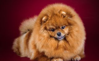 Vitamin untuk anjing Pomeranian: yang lebih baik, ulasan