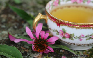 The benefits and harms of echinacea tea