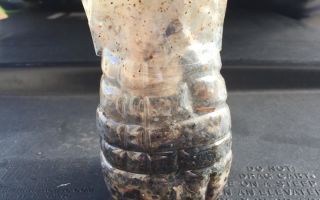 DIY fly trap: kung paano ito gawin sa bahay