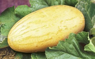 What is useful torpedo melon for the body