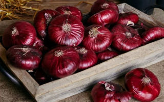 Why is Yalta red onion useful and harmful?