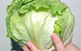 Why is Iceberg salad useful?