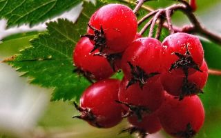 Hawthorn: faedah dan kemudaratan, ulasan