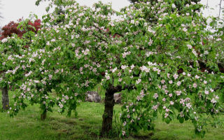 Mengapa daun quince berguna dan berbahaya?