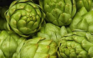 Artichoke: faedah dan kemudaratan, sifat perubatan, resipi