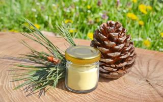 Pine pollen: useful properties and contraindications, how to take, reviews