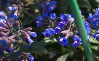 Lungwort medicinal: foto, proprietăți medicinale, aplicare