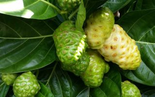 Morinda (noni): mga benepisyo ng katas, langis, ugat ng prutas, application