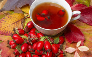 The healing properties of rose hips, use and contraindications