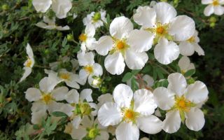 White cinquefoil: the use of tincture, how to cook, reviews