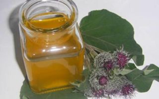 What helps, how to cook and take burdock with honey