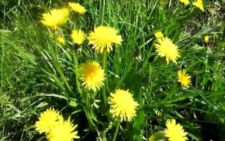 Dandelion: sifat berguna dan kontraindikasi, ulasan