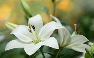 Medicinal properties, treatment with white (pure white) lily and contraindications