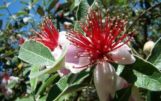 Posible bang feijoa para sa mga bata