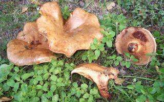 Pig mushrooms: benefits and harms, than dangerous