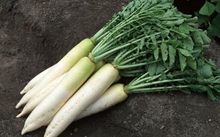 Daikon: proprietăți utile și contraindicații