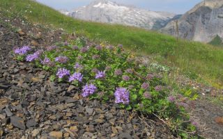 Ziziphora herb: medicinal properties and contraindications, benefits for women, photo