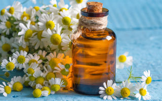 Properties and uses of cosmetic essential chamomile oil