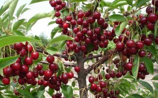 Why cherries are useful for the body