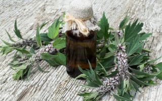 Motherwort: proprietăți medicinale și contraindicații, cum să luați