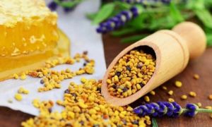 Pollen: useful properties and contraindications, how to take