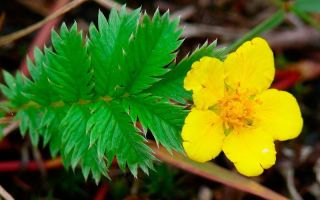 Cinquefoil goose: medicinal properties, recipes, photos