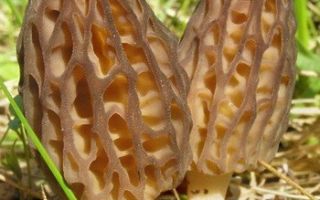 Morels: useful properties, what they look like, where they grow and when to pick