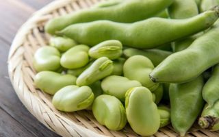 Beans: health benefits and harms, properties and contraindications