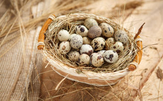 Why quail eggs are useful