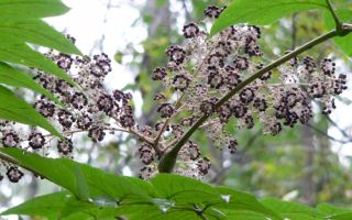 Aralia Manchu: medicinal properties and contraindications