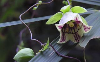 Sifat penyembuhan codonopsis berambut kecil, berbentuk pisau pembedah