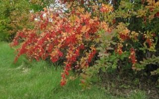 Health benefits and harms of barberry