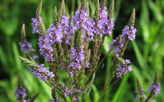 Verbena herb: useful properties and contraindications, from which it helps, use in folk medicine, photo